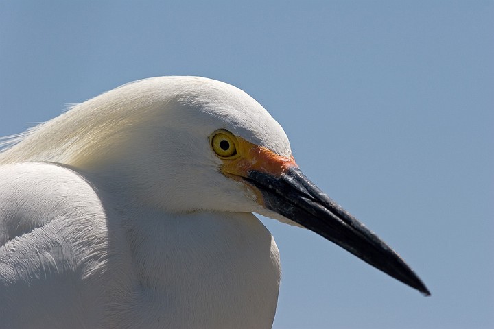 Schmuckreiher Egretta thula Snowy Egret